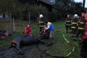 To byla šichta! K vyproštění koně z bahna museli hasiči využít vlastní sílu (VIDEO)